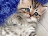 Scottish Straight Golden Tabby' Cinsi Oğlumuz Simba Yeni Yuvasına Gitmeye Hazır