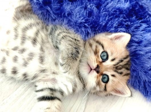 Scottish Straight Golden Tabby' Cinsi Oğlumuz Simba Yeni Yuvasına Gitmeye Hazır görsel