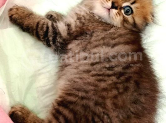 Scottish Fold Golden Tabby görsel