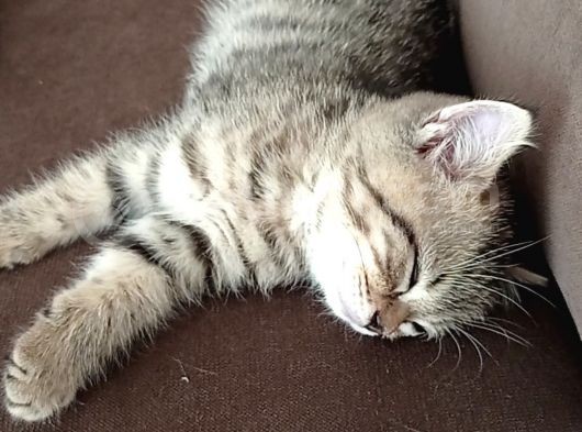 Scottish Straight Golden Tabby' Cinsi Oğlumuz Simba Yeni Yuvasına Gitmeye Hazır