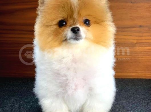 Tüy Dökülmesi Az Olan Pomeranian Yavrularımız görsel
