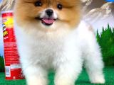 Tüy Dökülmesi Az Olan Pomeranian Yavrularımız