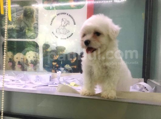 Orji̇nal Maltese Yavrumuz