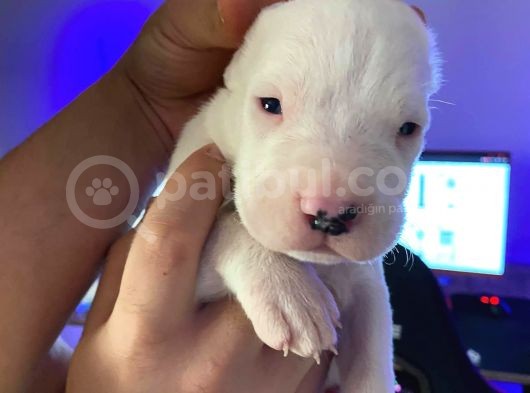 2X Erkek 1X Di̇şi̇ Dogo Argentino görsel