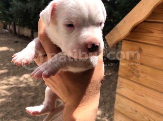2X Erkek 1X Di̇şi̇ Dogo Argentino görsel