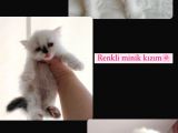 Maviş İran Kardeşler