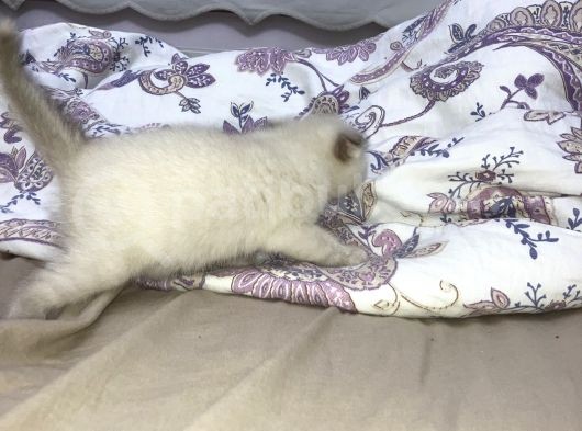 Kedimiz Huzurlu Ve Mutlu Yuvasını Arıyor görsel