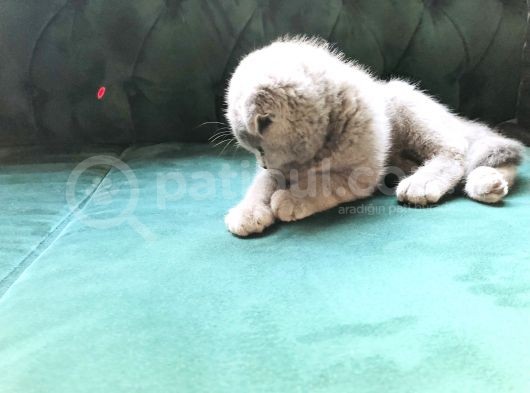 3 Aylık Erkek Fold Lilac görsel