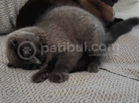 Çok Uysal, Saf Irk Scotish Fold Dişi görsel