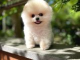 Ayı Surat Pomeranian Boo Yavrularımız