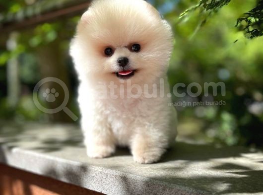 Ayı Surat Pomeranian Boo Yavrularımız görsel