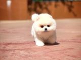 Ayı Surat Pomeranian Boo Yavrularımız