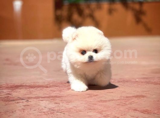 Ayı Surat Pomeranian Boo Yavrularımız görsel