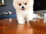 Ayı Surat Pomeranian Boo Yavrularımız
