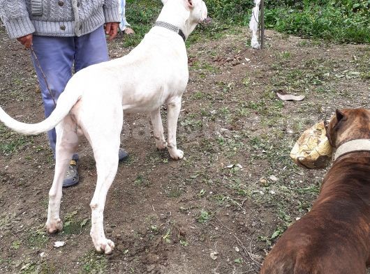 2 Aylik Dogo Argentino Yavrularimiz görsel