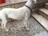 2 Aylik Dogo Argentino Yavrularimiz
