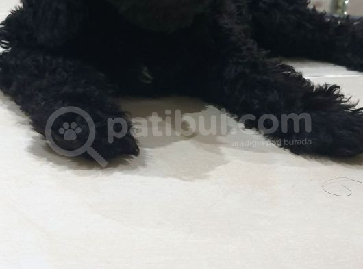 Siyah Toy Poodle görsel