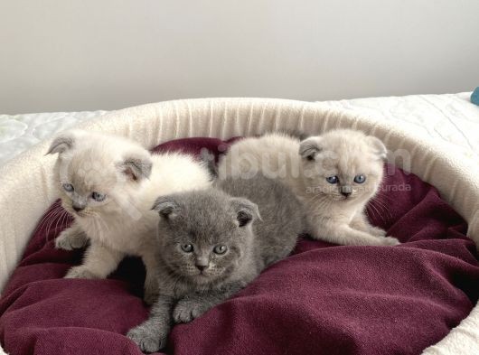 Scottish Blue Point görsel
