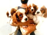 Cavalier King Chales Yavruları