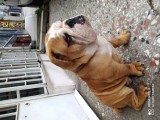Cavalier King Chales Yavruları