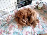 Anne Altından Rezerve Toy Poodle Bebekler