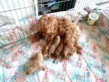 Anne Altından Rezerve Toy Poodle Bebekler