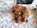 Anne Altından Rezerve Toy Poodle Bebekler
