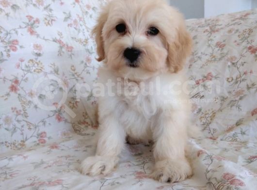 Maltipoo görsel