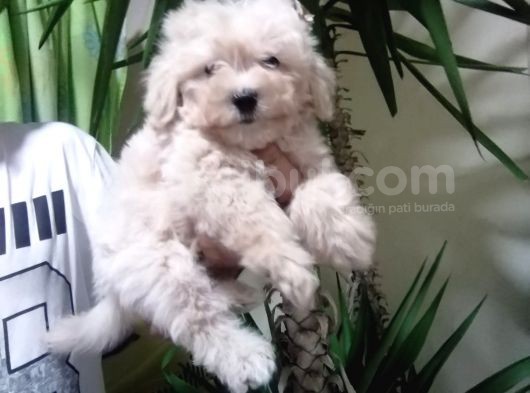 Maltipoo görsel
