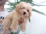 Maltipoo