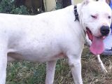 2 Aylik Dogo Argentino Yavrularimiz
