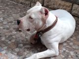 2 Aylik Dogo Argentino Yavrularimiz