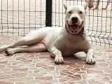 2 Aylik Dogo Argentino Yavrularimiz