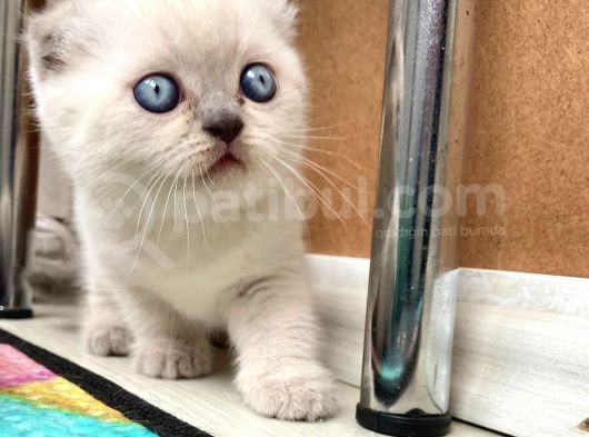 Son 2 Di̇şi̇ Blue Poi̇nt ! görsel