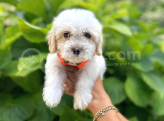 Minik Maltese Terrier