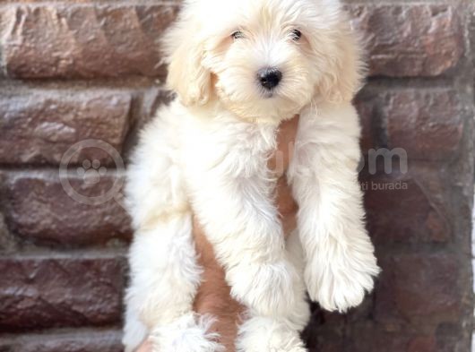 Beyaz Maltipoo Erkek Yavrumuz görsel
