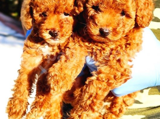 Muhteşem Toy Poodle Yavrularimiz Si̇zlerle görsel