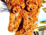 Muhteşem Toy Poodle Yavrularimiz Si̇zlerle