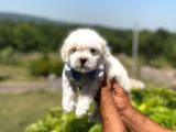 Tatli Maltese Terri̇er
