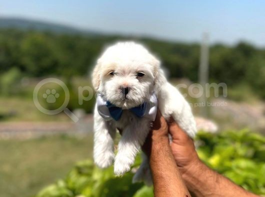 Tatli Maltese Terri̇er görsel