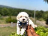 Tatli Maltese Terri̇er