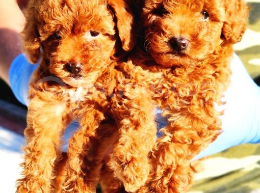 Muhteşem Toy Poodle Yavrularimiz Si̇zlerle görsel