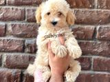 Apricot Kayısı Renk Erkek Maltipoo Yavrumuz