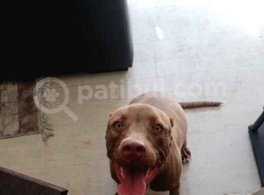 4 Aylık Rednose görsel