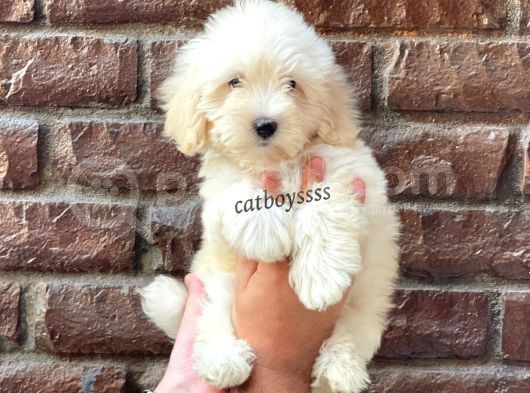 Beyaz Maltipoo Erkek Yavrumuz görsel