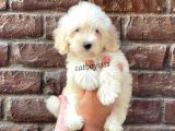 Beyaz Maltipoo Erkek Yavrumuz