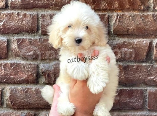 Beyaz Maltipoo Erkek Yavrumuz