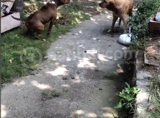 Çok Acil Sağlam Rednos Kısa Bacak görsel