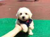Maltese Terier Yavrularımız  New