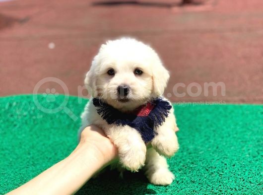 Maltese Terier Yavrularımız  New görsel